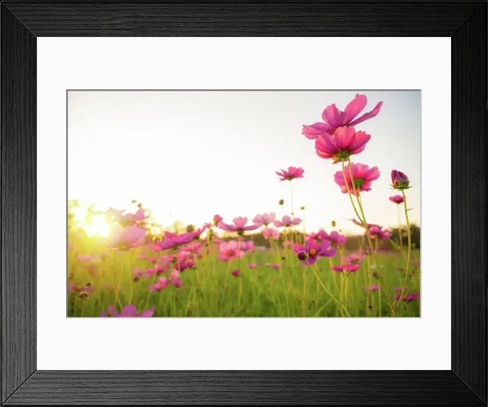 Framed Print : ฺBeautiful Cosmos flowers blooming in the nature with sunlight