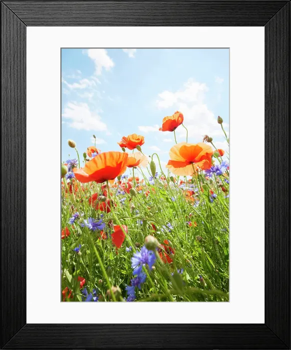 Framed Print : Close-Up of poppies and cornflowers on meadow against sunlight and blue sky Framed Print : Close-Up of poppies and cornflowers on meadow against sunlight and blue sky