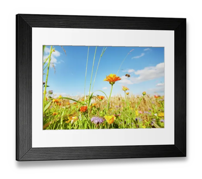 Framed Print : Colorful flowers and flying bumblebee at the edge of a field against sky in summer, rural scene Framed Print : Colorful flowers and flying bumblebee at the edge of a field against sky in summer, rural scene