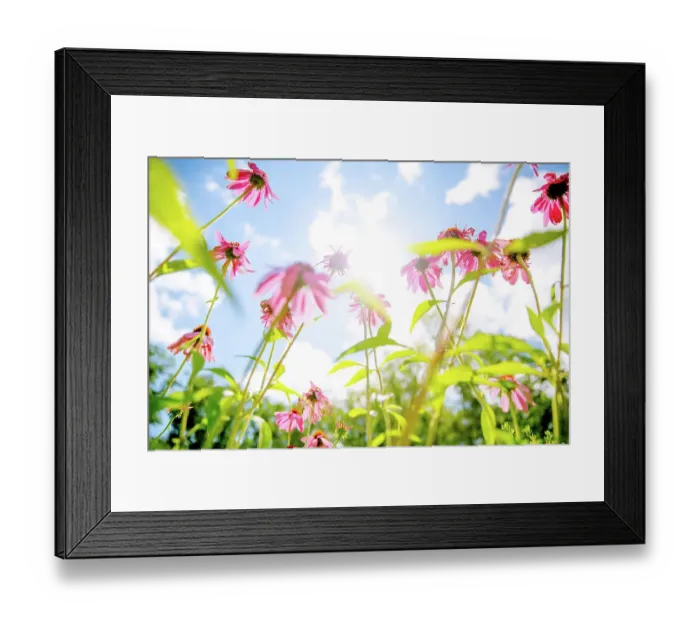 Framed Print : Blooming day Framed Print : Blooming day