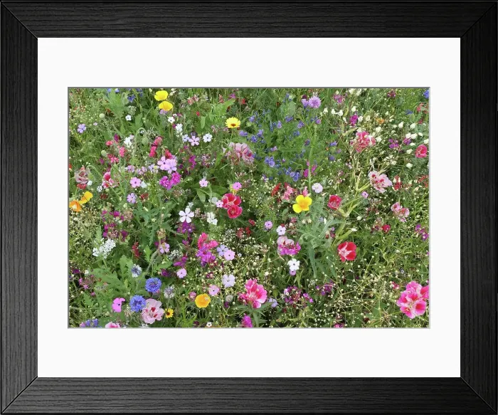 Framed Print : Blooming colourful flower meadow, garden sowing, Allgaeu, Bavaria, Germany Framed Print : Blooming colourful flower meadow, garden sowing, Allgaeu, Bavaria, Germany