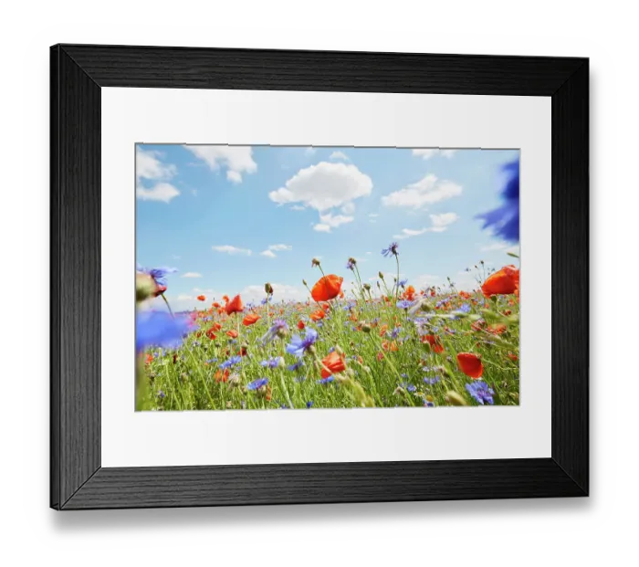 Framed Print : Red poppies and cornflowers on wild flower meadow against blue sky Framed Print : Red poppies and cornflowers on wild flower meadow against blue sky
