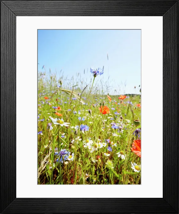 Framed Print : Wild flower meadow with chamomile flowers, poppies and cornflowers against blue sky in summer Framed Print : Wild flower meadow with chamomile flowers, poppies and cornflowers against blue sky in summer