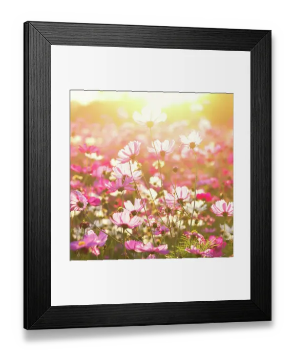 Framed Print : Cosmos flower under sunlight in the field Framed Print : Cosmos flower under sunlight in the field