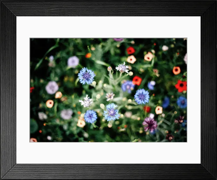 Framed Print : Bunte Blumenwiese