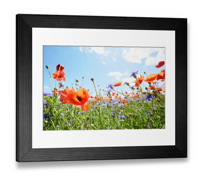 Framed Print : Red poppies and cornflowers on wild flower meadow against blue sky and sun