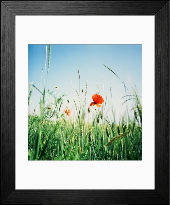 Framed Print : A lonely poppy blossom Framed Print : A lonely poppy blossom