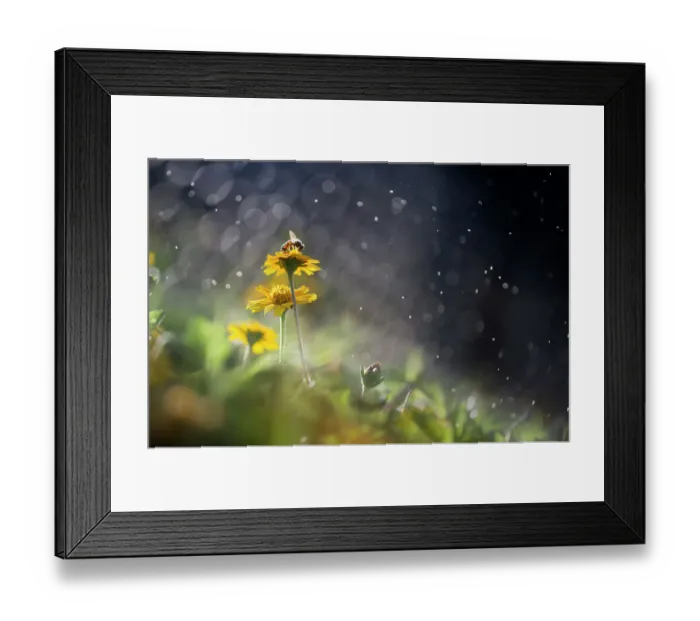 Framed Print : One honey bee stop on yellow meadow flower bed. Dreamy effects Framed Print : One honey bee stop on yellow meadow flower bed. Dreamy effects