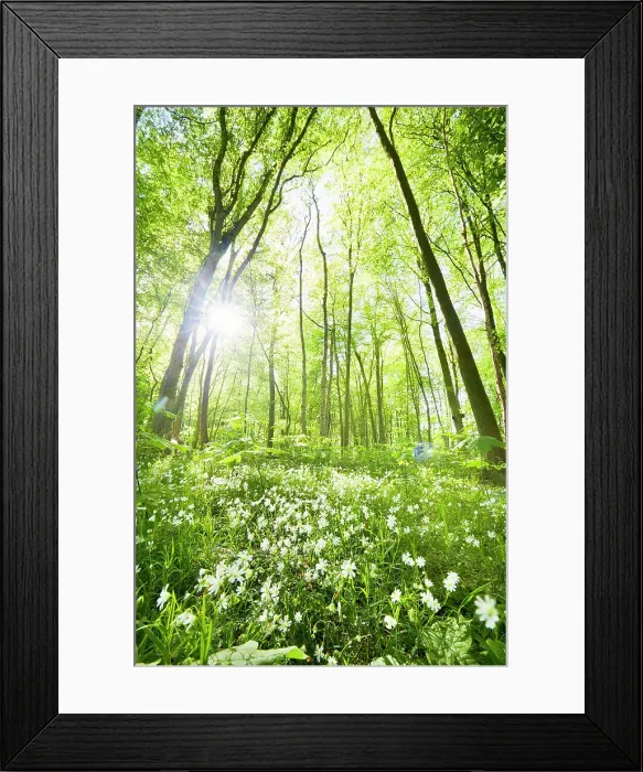 Framed Print : Idyllic forest and wild flower meadow in springtime against sun Framed Print : Idyllic forest and wild flower meadow in springtime against sun