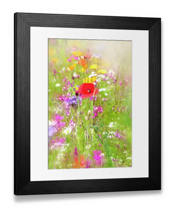 Framed Print : beautiful summer meadow in an English cottage garden with red poppies and wildflowers Framed Print : beautiful summer meadow in an English cottage garden with red poppies and wildflowers
