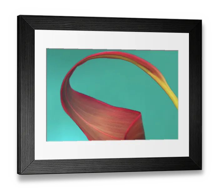 Framed Print : Large pink tropical leaf curled against teal background Framed Print : Large pink tropical leaf curled against teal background