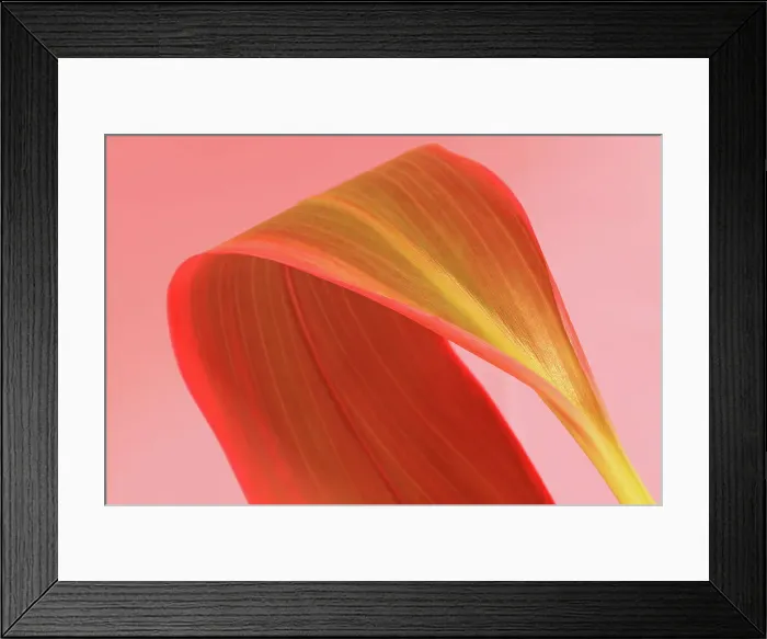 Framed Print : Large pinkish green tropical leaf against pink background Framed Print : Large pinkish green tropical leaf against pink background