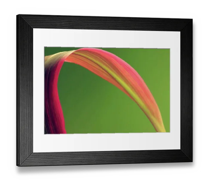 Framed Print : Large pink tropical leaf against avocado green background