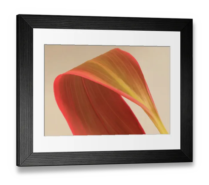 Framed Print : Large pinkish green tropical leaf against pale brown background Framed Print : Large pinkish green tropical leaf against pale brown background