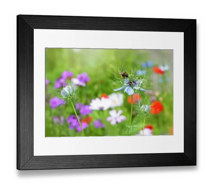 Framed Print : Close-up image of the beautiful spring Love-in-a-mist white flower also known as Nigella damascena in an English summer meadow Framed Print : Close-up image of the beautiful spring Love-in-a-mist white flower also known as Nigella damascena in an English summer meadow