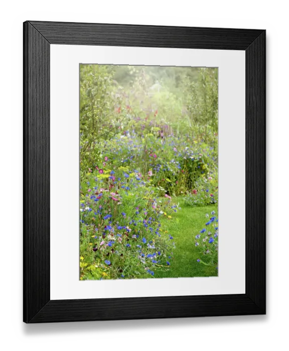 Framed Print : Wildflowers in and English cottage garden with a grass path, in the soft summer sunshine Framed Print : Wildflowers in and English cottage garden with a grass path, in the soft summer sunshine