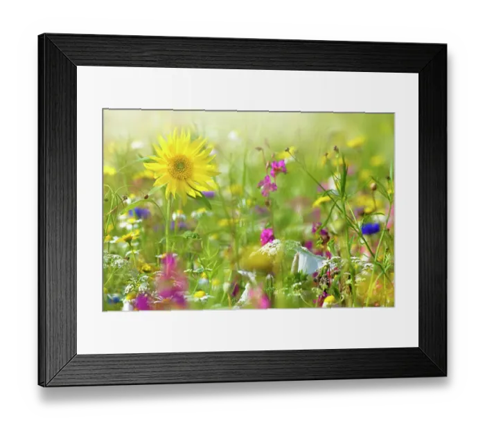 Framed Print : A beautiful summer English wildflower meadow with a vibrant yellow sunflower in Hazy sunshine