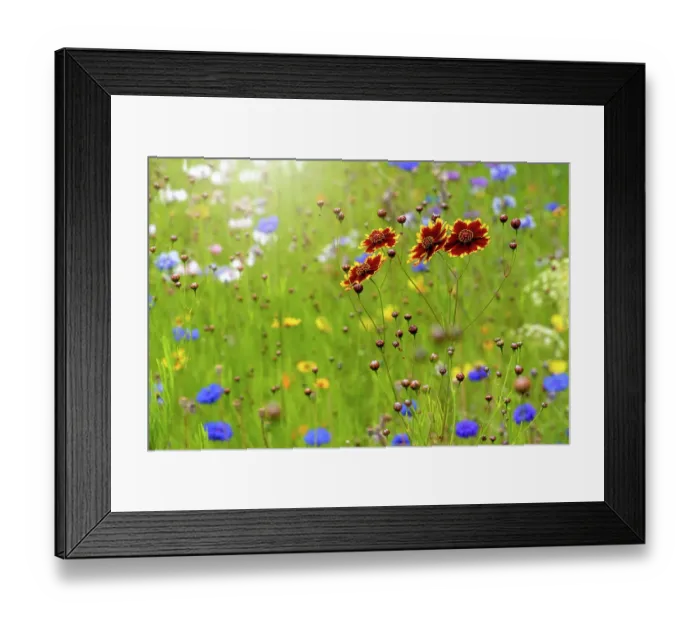 Framed Print : Beautiful summer Coreopsis flowers in a wildflower meadow also known as Tickseed