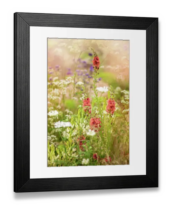Framed Print : Beautiful summer flowers in hazy sunshine including Verbascum and Queen Anne's lace Framed Print : Beautiful summer flowers in hazy sunshine including Verbascum and Queen Anne's lace