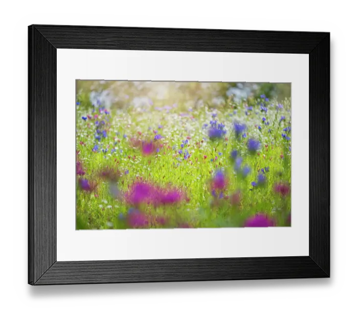 Framed Print : Summer Meadow Framed Print : Summer Meadow