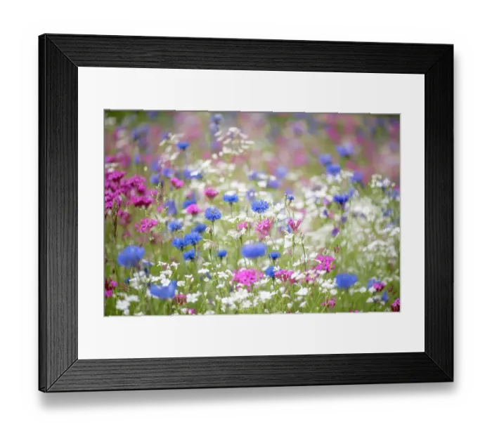 Framed Print : A colourful and bright summer flower meadow in soft sunshine Framed Print : A colourful and bright summer flower meadow in soft sunshine