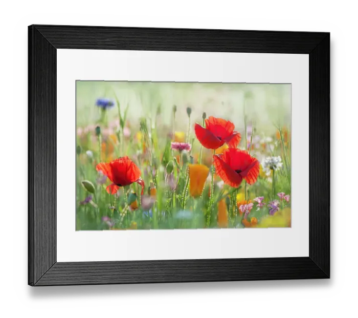 Framed Print : Summer flower meadow Framed Print : Summer flower meadow