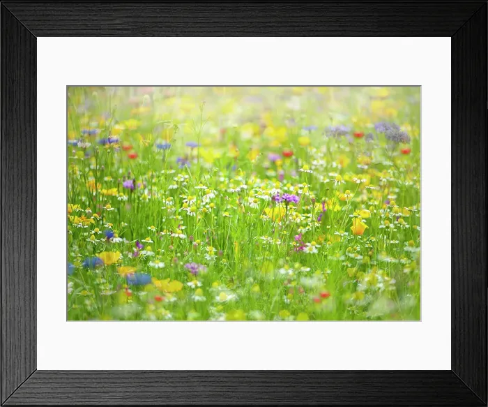 Framed Print : A wildflower meadow in the hazy summer sunshine Framed Print : A wildflower meadow in the hazy summer sunshine