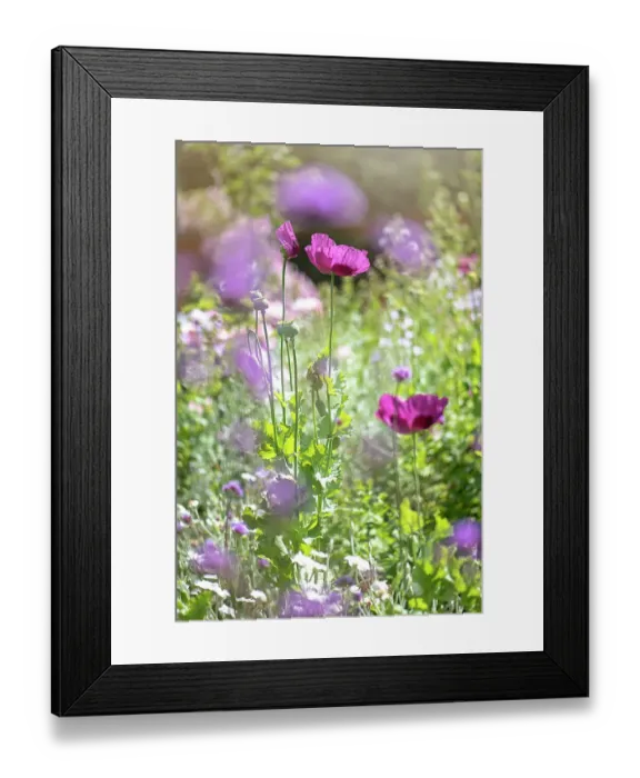 Framed Print : Close-up image of the beautiful summer flowering Opium Poppy also known as Papaver Somniferum in an English Cottage garden Framed Print : Close-up image of the beautiful summer flowering Opium Poppy also known as Papaver Somniferum in an English Cottage garden
