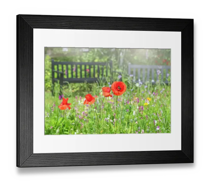 Framed Print : Papaver rhoeas, with common names including common poppy, corn poppy, corn rose, field poppy, Flanders poppy, and red poppy in a wildflower meadow with garden bench Framed Print : Papaver rhoeas, with common names including common poppy, corn poppy, corn rose, field poppy, Flanders poppy, and red poppy in a wildflower meadow with garden bench