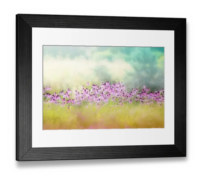 Framed Print : Abstract image of the beautiful pink summer flowers of Echinacea pallida - coneflowers Framed Print : Abstract image of the beautiful pink summer flowers of Echinacea pallida - coneflowers