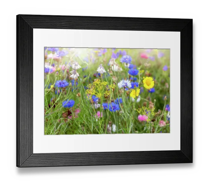 Framed Print : Beautiful and colourful flowers in a wildflower meadow in the soft summer sunshine