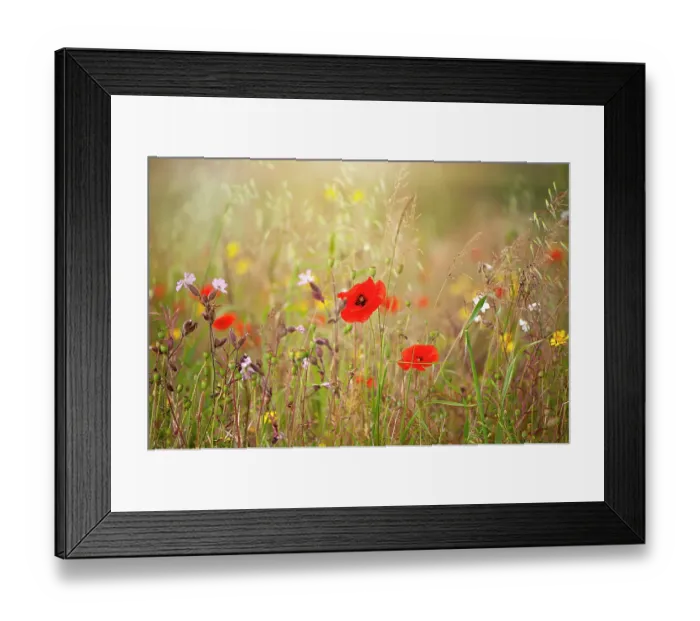 Framed Print : Close-up image of the beautiful summer flower Common red Poppy flower, also known as the Corn Poppy, Field Poppy and Papaver Rhoeas Framed Print : Close-up image of the beautiful summer flower Common red Poppy flower, also known as the Corn Poppy, Field Poppy and Papaver Rhoeas