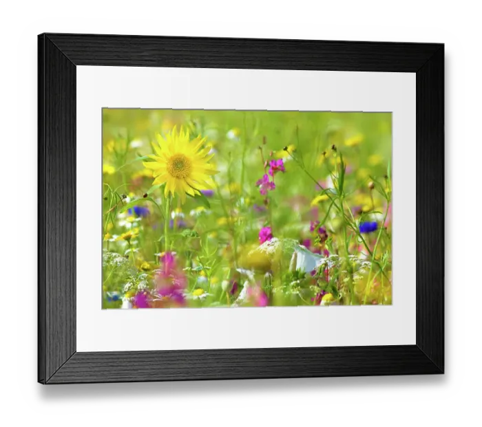 Framed Print : A beautiful summer wild flower meadow with a yellow sunflower Framed Print : A beautiful summer wild flower meadow with a yellow sunflower