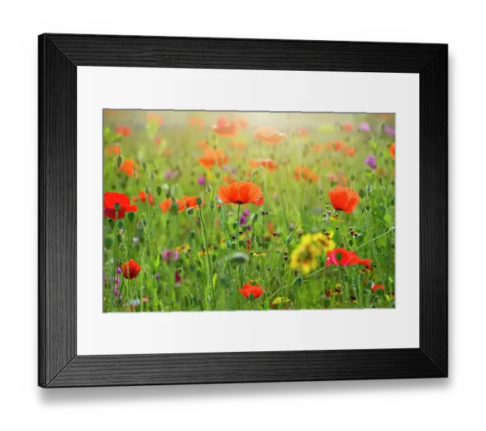 Framed Print : A beautiful summer wild flower poppy meadow, Field Poppy is also sometimes called Common Poppy, Flanders Poppy, Corn Poppy or just Red Poppy all are Papaver Rhoeas Framed Print : A beautiful summer wild flower poppy meadow, Field Poppy is also sometimes called Common Poppy, Flanders Poppy, Corn Poppy or just Red Poppy all are Papaver Rhoeas