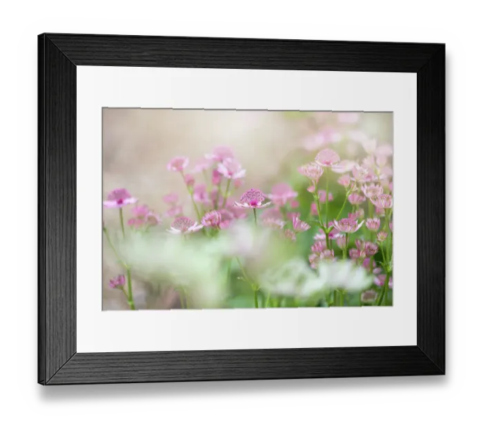 Framed Print : Close-up image of the beautiful summer flowering perennial plant Astrantia major also known as Masterwort Framed Print : Close-up image of the beautiful summer flowering perennial plant Astrantia major also known as Masterwort