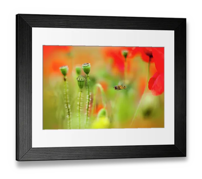 Framed Print : Hoverfly in a Poppy Meadow Framed Print : Hoverfly in a Poppy Meadow