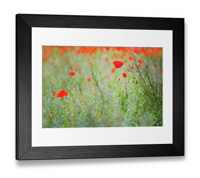 Framed Print : A wildflower meadow with red Poppies Framed Print : A wildflower meadow with red Poppies