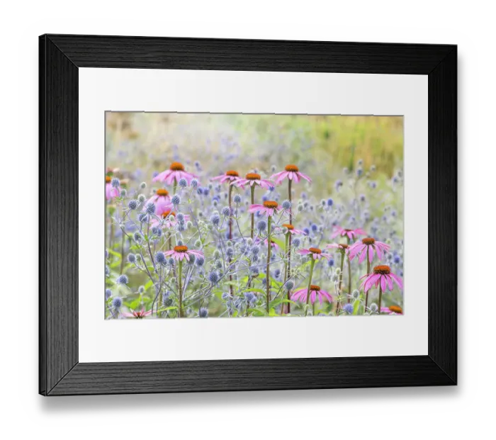 Framed Print : Beautiful pink Echinacea purpurea coneflowers planted with blue Sea Holly flowers in soft summer sunshine Framed Print : Beautiful pink Echinacea purpurea coneflowers planted with blue Sea Holly flowers in soft summer sunshine