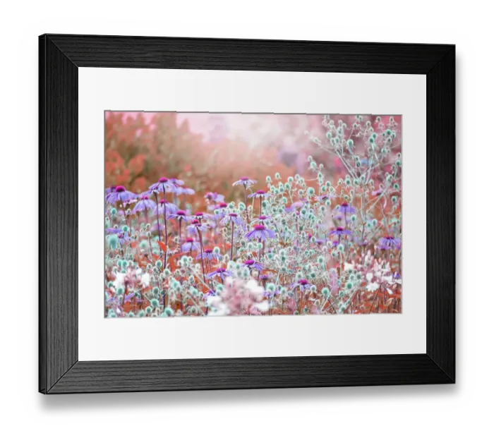 Framed Print : Beautiful pink Echinacea purpurea toned coneflowers planted with blue Sea Holly flowers in soft summer sunshine Framed Print : Beautiful pink Echinacea purpurea toned coneflowers planted with blue Sea Holly flowers in soft summer sunshine