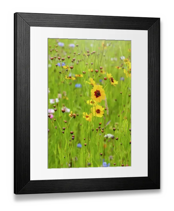 Framed Print : Beautiful summer Coreopsis flowers in a wildflower meadow also known as Tickseed Framed Print : Beautiful summer Coreopsis flowers in a wildflower meadow also known as Tickseed