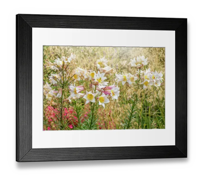 Framed Print : Beautiful white, summer flowers of Lilium Regale and soft Stipa ornamental grasses Framed Print : Beautiful white, summer flowers of Lilium Regale and soft Stipa ornamental grasses