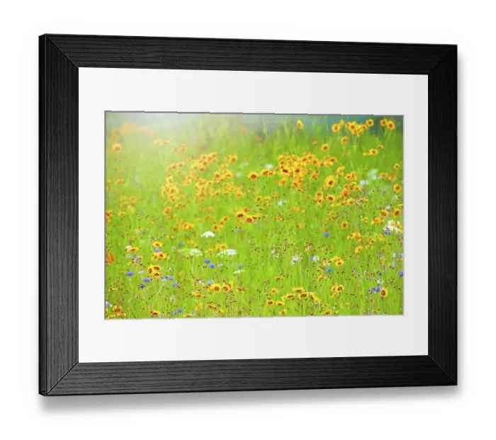 Framed Print : Beautiful summer wildflower meadow on soft sunshine Framed Print : Beautiful summer wildflower meadow on soft sunshine