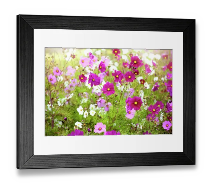 Framed Print : Vibrant pink and white summer flowering Cosmos flowers in soft summer sunshine