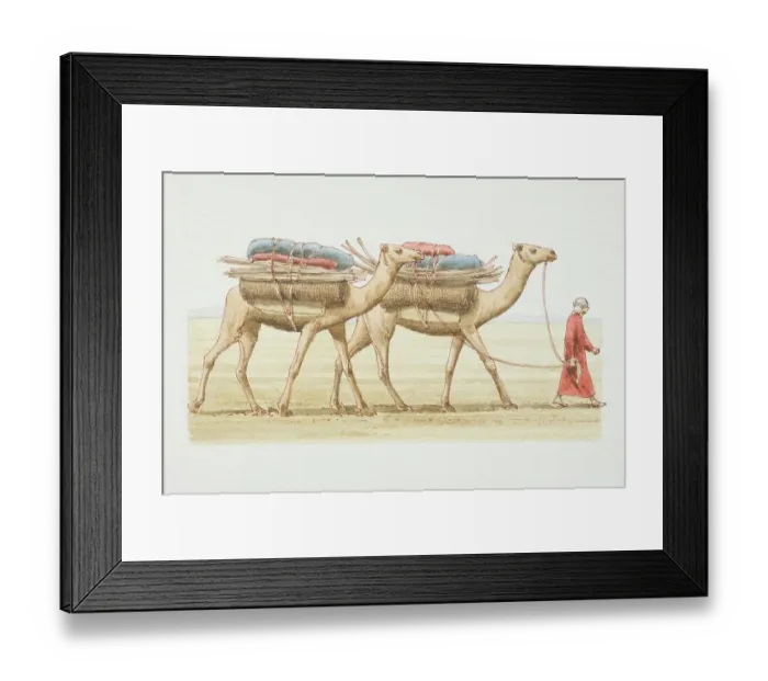 Framed Print : Camelus dromedarius, two Dromedaries with load on their backs being led by a man in arab dress across the desert, side view