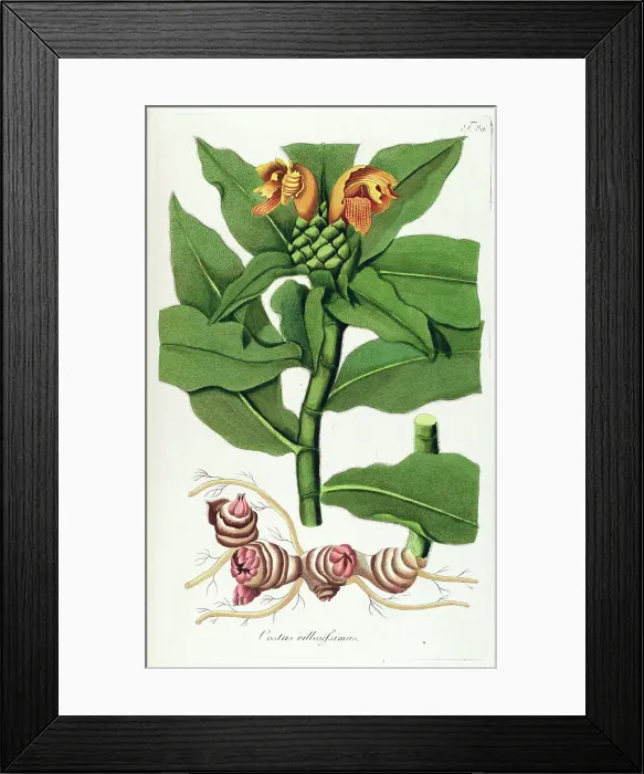 Framed Print : Hand painted botanical print Framed Print : Hand painted botanical print