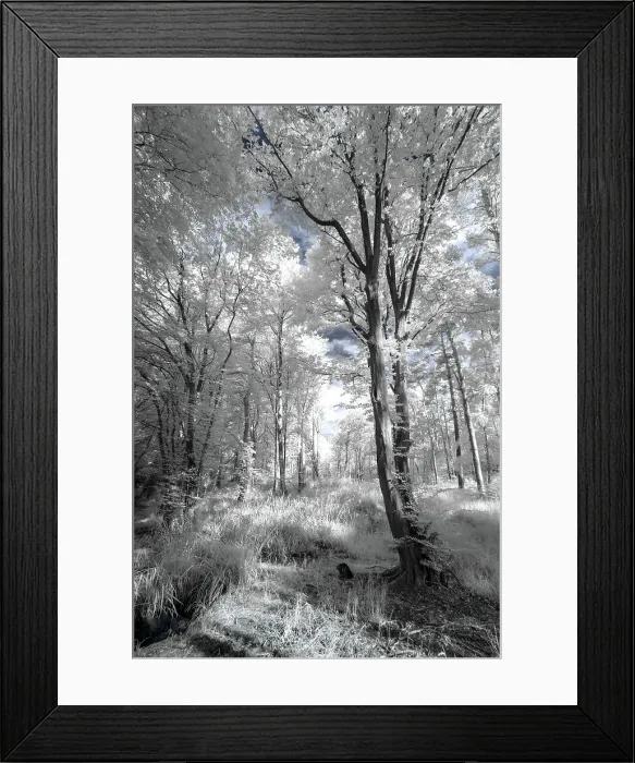 Framed Print : White Woods II Framed Print : White Woods II