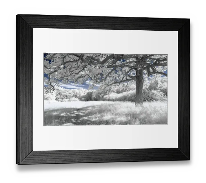 Framed Print : Broxbourne White Woods