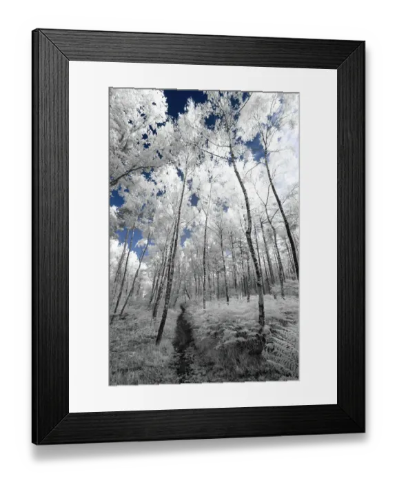 Framed Print : Broxbourne Woods Growth