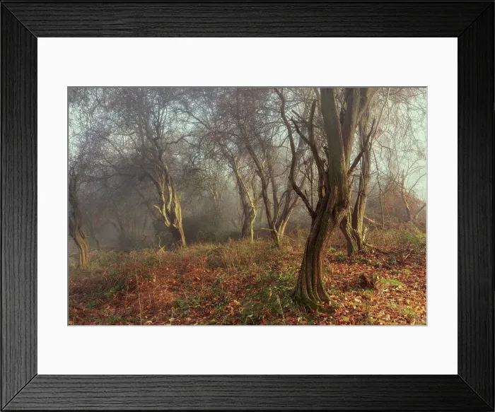 Framed Print : Ivinghoe Woodland Misty Morning Framed Print : Ivinghoe Woodland Misty Morning