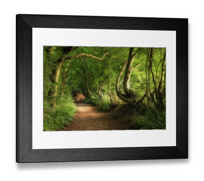 Framed Print : Spital Brook, Summer Woodland Framed Print : Spital Brook, Summer Woodland